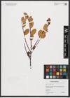Foto von Salix myrtilloides L.